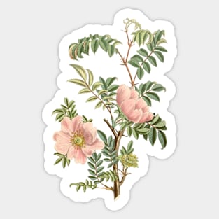 Wild Rose Flower Vintage Botanical Illustration Sticker